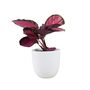 Calathea Roseopicta ‘Rosy’ – Indoor Prayer Plant With Stunning Pink Leaves 12cm Pot, thumbnail 5 of 9