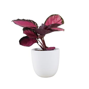 Calathea Roseopicta ‘Rosy’ – Indoor Prayer Plant With Stunning Pink Leaves 12cm Pot, 5 of 9