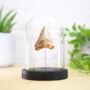 Carcharocles Megalodon Tooth Bell Jar Real Authentic Jurassic Dinosaur Fossil Museum Quality Natural History Interior Design Home Decor Gift Ornament, thumbnail 1 of 5