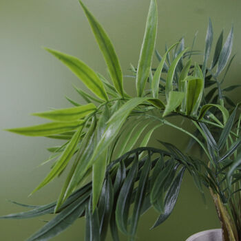 40cm Artificial Mini Tropical Palm In Planter, 3 of 3