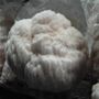 Lion's Mane Mushroom Grain Spawn 1l, 5l, thumbnail 1 of 4