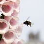 Burgon And Ball Indoor Watering Can With Bee Seeds, thumbnail 6 of 12