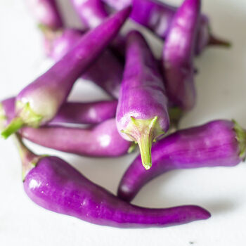 Grow Your Own Chilli Plant. Purple Jalapeno Seeds Kit, 3 of 4