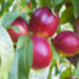 Nectarine Tree 'Humboldt', thumbnail 9 of 11