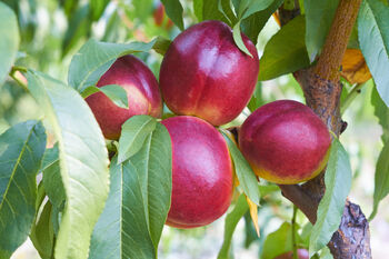 Nectarine Tree 'Humboldt', 9 of 11