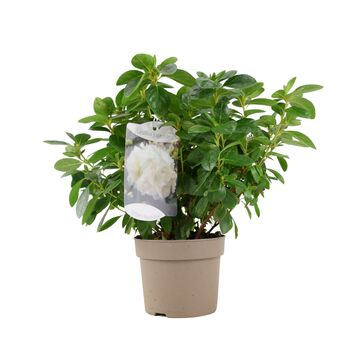 Azalea Japonica White – Free Standard Gift Wrap, 4 of 4