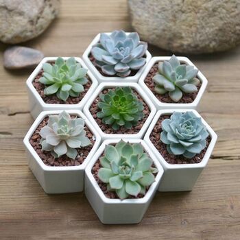 Small Hexagon Plant Pot Choice Of Succulent Or Cacti, 6 of 6