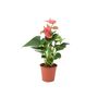 Pink Flamingo Flower Anthurium In 12cm Pot, thumbnail 5 of 8