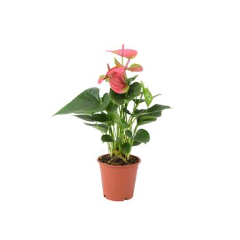 Pink Flamingo Flower Anthurium In 12cm Pot, 5 of 8