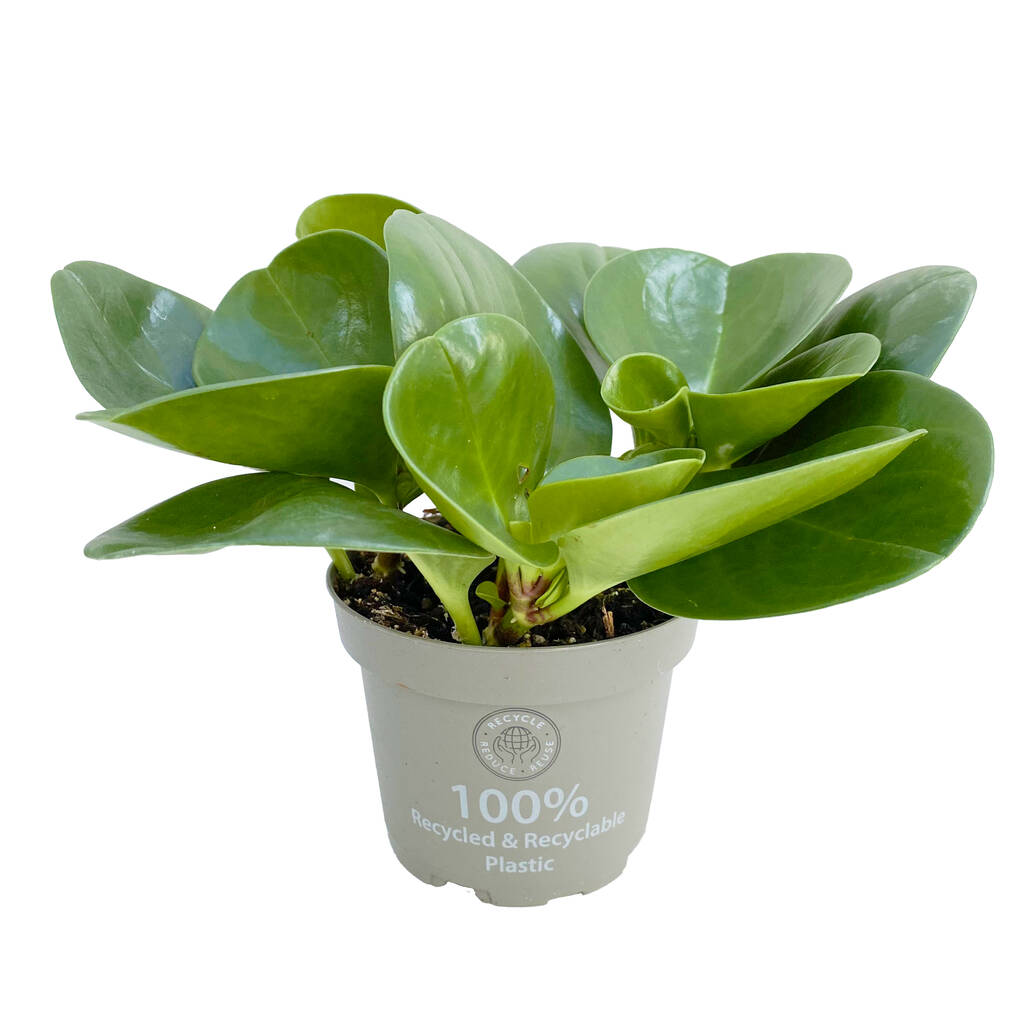 Baby Rubber Easy Care House Plant In 10cm Pot By Clouds Hill Succulents