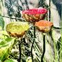 Set Of Three Copper Rain Catchers – Tangerine, Green And Red Garden Sculpture On Curved Iron Pole, thumbnail 1 of 4