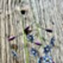 Forget Me Not Garden Stake Set Of Two, thumbnail 6 of 6