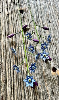 Forget Me Not Garden Stake Set Of Two, 6 of 6