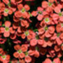 Flowering Plants Aubretia 'Red' 12 X Plant Pack, thumbnail 5 of 5