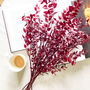 Burgundy Red Ruscus Stems, thumbnail 4 of 6