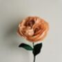 Paper Flower Craft Kit: Juliet Rose, thumbnail 1 of 7