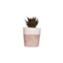 Concrete Pot Small With Cactus/ Succulent In White, thumbnail 3 of 5