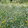 Grow Your Own Wildflower Meadow Gift, thumbnail 2 of 2