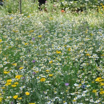 Grow Your Own Wildflower Meadow Gift, 2 of 2