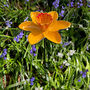 Cast Iron Daffodil Bird Feeder Garden Ornament, thumbnail 4 of 7