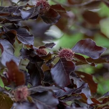 Purple Beech Trees, Fagus Purpurea, Five Litre Pots, 4 of 4