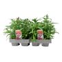 Dianthus Hardy Mixed – 12 Plants, thumbnail 1 of 3