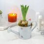 Hyacinth Planter In Metal Watering Can – Gift Ready, thumbnail 4 of 6