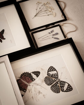 Set Of Four Framed Vintage Butterfly Art Prints, 10 of 10