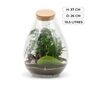 Terrarium Kit With Glass And Plants H: 37 Cm | Zurich, thumbnail 2 of 8