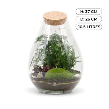 Terrarium Kit With Glass And Plants H: 37 Cm | Zurich, 2 of 8