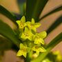 Perennial Daphne Royal Crown One Plant In One L Pot, thumbnail 1 of 5