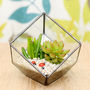 Succulent Glass Cube Terrarium Kit, thumbnail 1 of 5