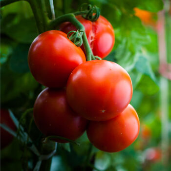 Mixed Tomato Plants Selection Nine X Large Plants, 3 of 3