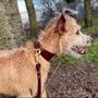 Sighthound Collar And Lead Set, thumbnail 8 of 12