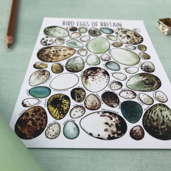 Bird Eggs Of Britain Illustrated Postcard, 9 of 11