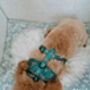 Happy Highland Cow Dog Harness, thumbnail 11 of 12