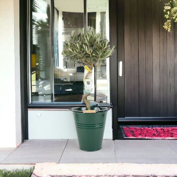 Spiral Olive Tree In 23cm Pot – 80–90cm Tall, 5 of 5