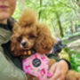 Sunday Rose Floral Dog Harness, thumbnail 3 of 7