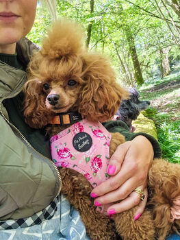 Sunday Rose Floral Dog Harness, 3 of 7