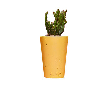 Concrete Pot Tall With Cactus/ Succulent In Yellow, 2 of 3