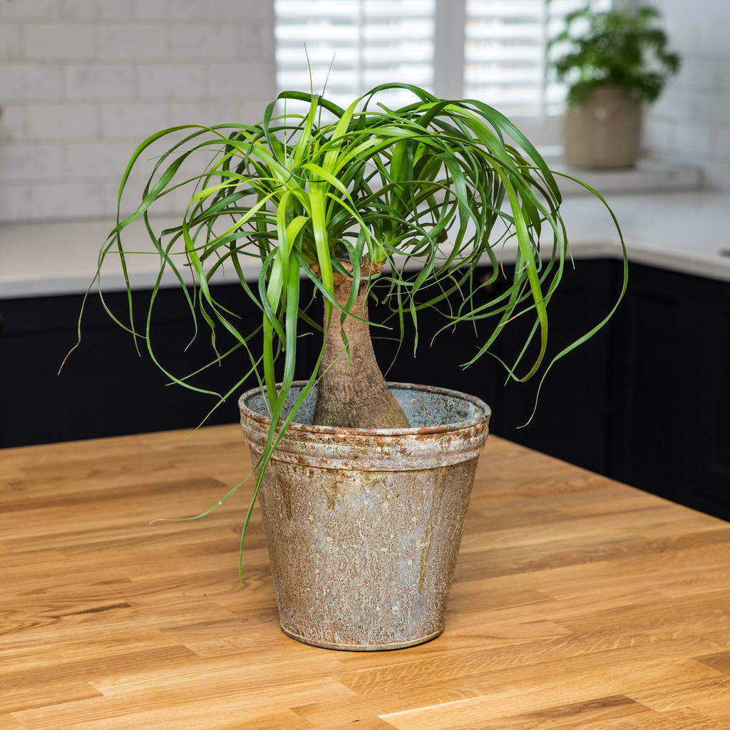Aged Zinc Bucket Style Planter Plant Pot, 165, 1 of 2