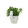 Azalea Japonica White – Free Standard Gift Wrap, thumbnail 3 of 4