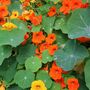 Nasturtium 'Whirlybird Mix' Three X 9cm Pots, thumbnail 3 of 5