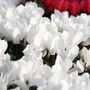 Flowering Cyclamen White Three Plants In 10.5cm Pots, thumbnail 2 of 5