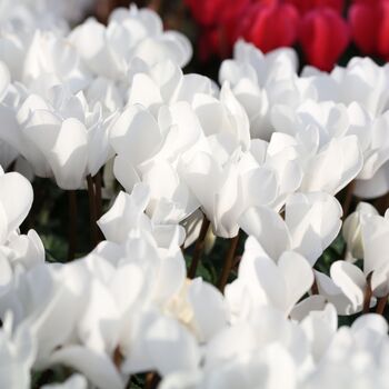 Flowering Cyclamen White Three Plants In 10.5cm Pots, 2 of 5
