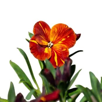 Wall Flower 'Tom Thumb' Plug Plant Packs, 5 of 5