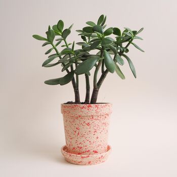 Medium Splatter Ceramic Plant Pot And Dish, 7 of 7