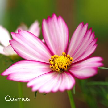 Easter Cottage Garden Greeting Box, 4 of 7