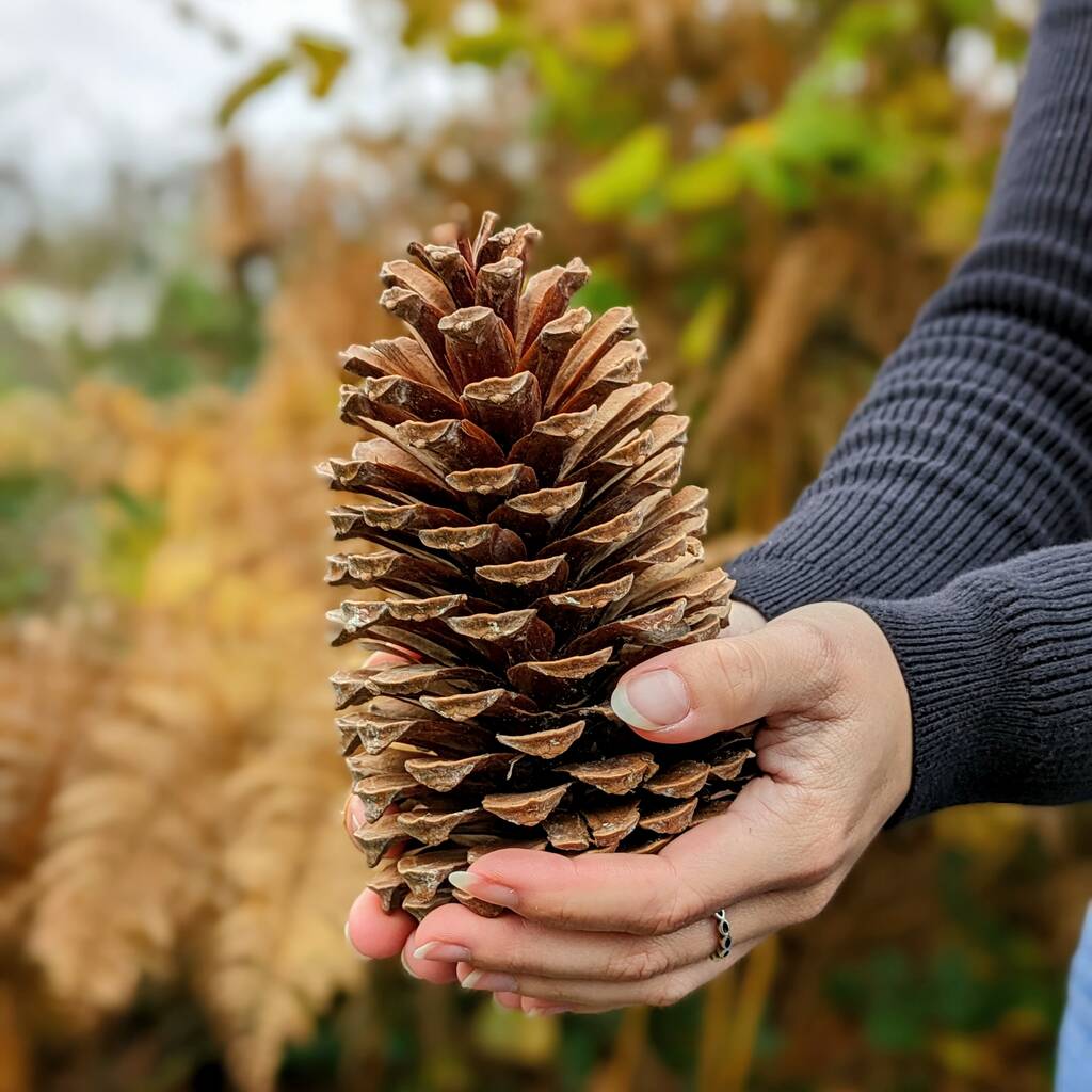 Three Extra Large Natural Pine Cones By The Danes | notonthehighstreet.com