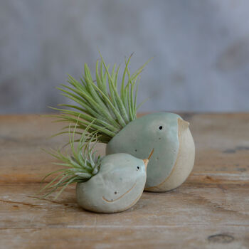 Bird Air Plant Holder In Mint Green, 2 of 11